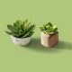 Plant & Plant 2 minimal portfolio banner2
