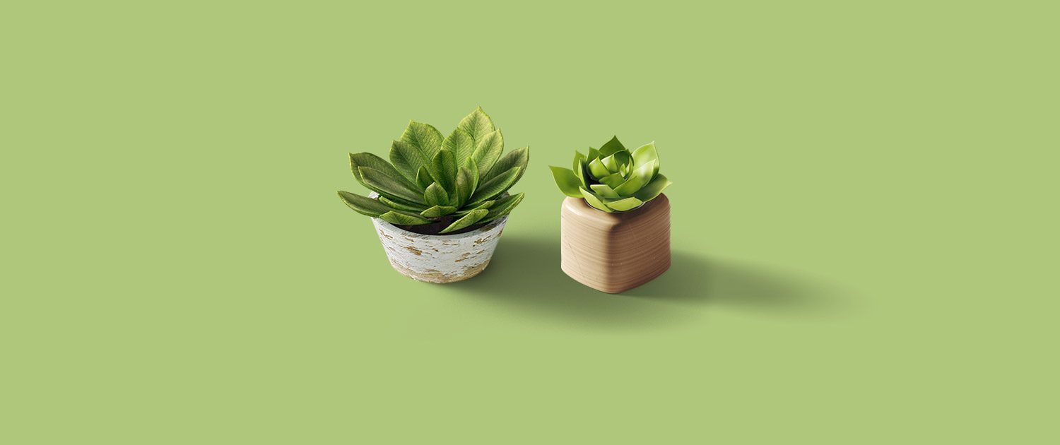 Plants minimal portfolio banner2