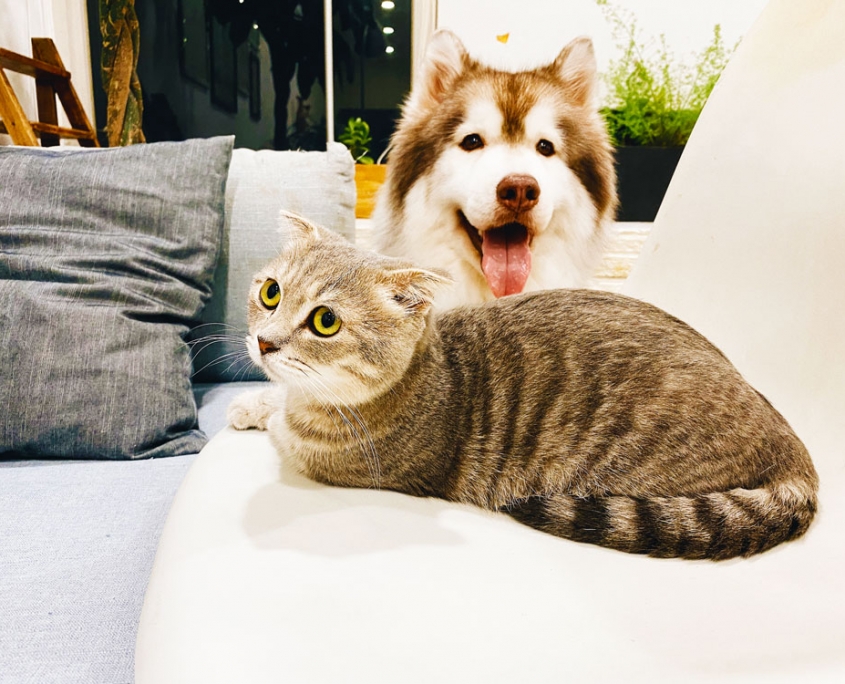 Bilan énergétique pour les animaux : chiens et chats Bilan énergétique pour les animaux : chiens et chats
