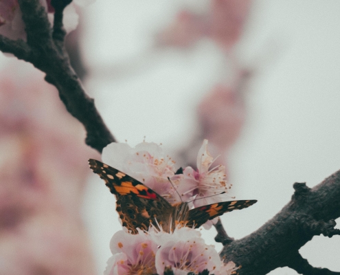 sajjad ahmadi LSeNioP3SnY unsplash