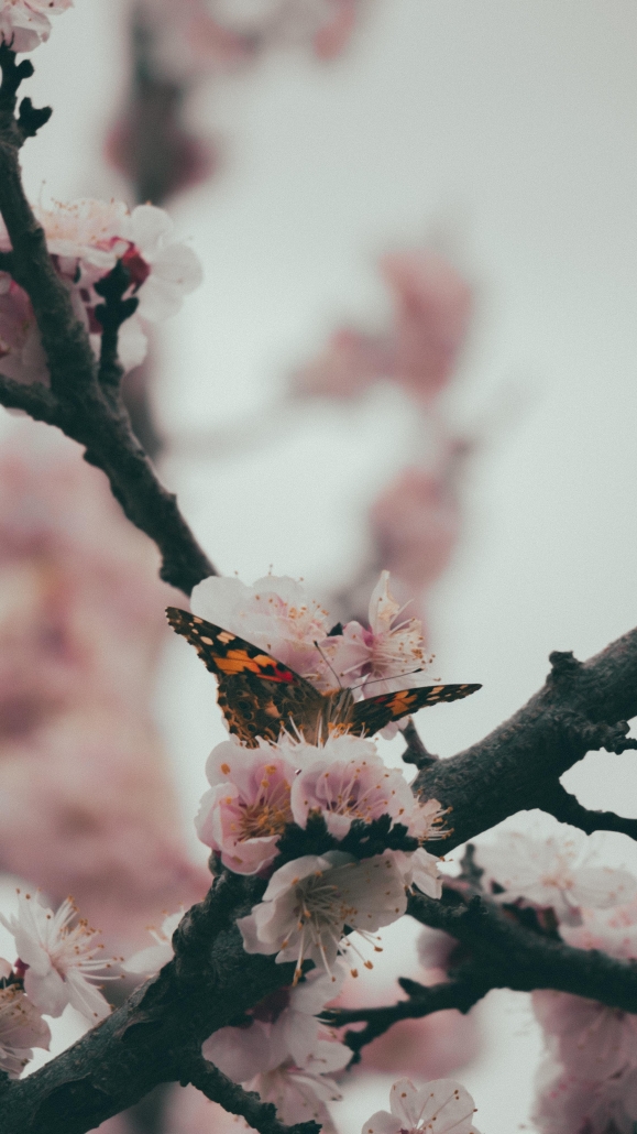 sajjad ahmadi LSeNioP3SnY unsplash