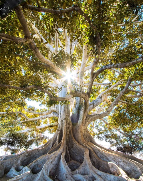 arbre de vie arbre de vie